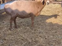 Schaf, Baerchuke sheep — Foto 6