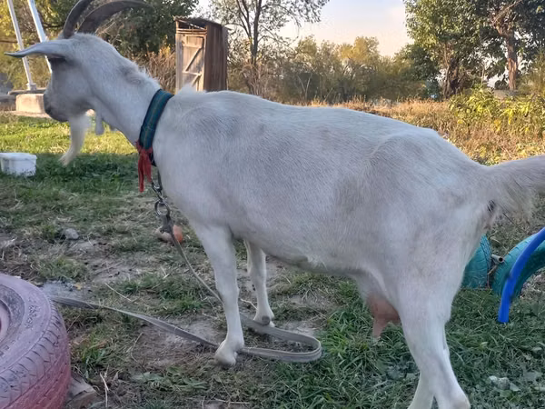 Ziege, Saanen goat