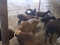 Schaf, Hissar sheep — Foto 3