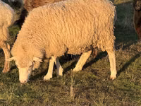 Widder, Schafe — Foto 1