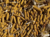 УРОЖАЙ 2026 ГОДА ❕ Кукуруза кормовая в початках🌽 Сорт «Торро» 🌽 Цена — 照片 2