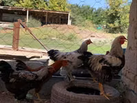 Chickens — foto 2