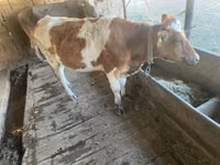 母牛, Simmental cattle — 照片 8