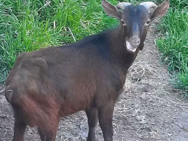 Ziege, Irish goat