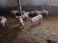 خنازير (دفعة، الجنس غير محدد) — الصورة 6