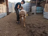 Sheep (batch, sex not specified), Arashan sheep — photo 5