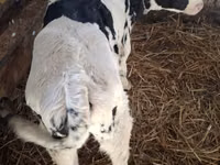 ثور, Russian Black pied cattle — الصورة 3