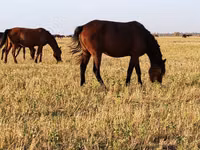 Жылқылар (топ, жынысы көрсетілмеген), Horse breed — 1-сурет