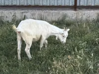 Эчки, Козулар — сүрөт 2