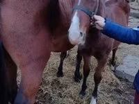 公马, Horses — 照片 1