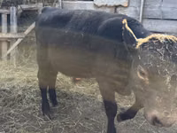 Toro, Ganado vacuno — foto 1