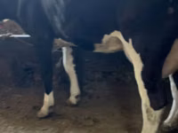 Sigir, Swiss cattle — 6-rasm