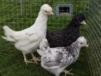 Chickens — Foto 6