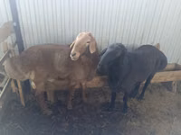 Qoʻchqor, Arashan sheep — 3-rasm