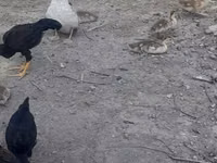Chickens — Foto 4