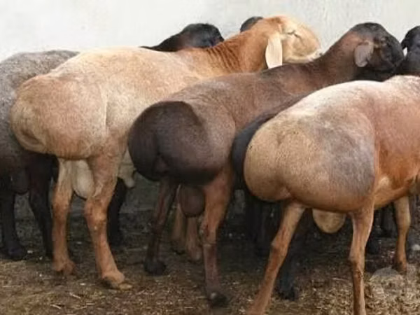 كبش, الأغنام — أوزبكستان