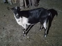 母山羊, Alpine goat — 照片 1