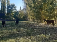 Stute, Pferde — Foto 6