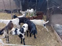 Cabro, Pomellata goat — foto 1