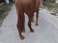 Mare, Horses — photo 1