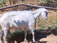 Ziege, Saanen goat — Foto 7
