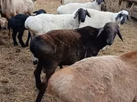 Widder, Arashan sheep — Foto 1