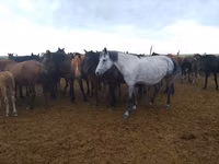 Бээ, Аттар — сүрөт 1