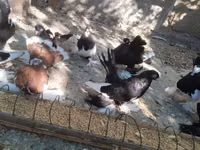 Chickens — Foto 4