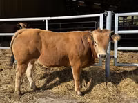 Bulle, Partenaise cattle — Foto 1