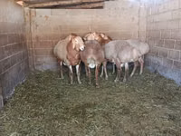 Қошқар, Arashan sheep — 4-сурет