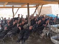 Turkeys — Foto 2
