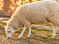 نعجة, British  Milksheep — الصورة 3