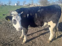 Vaca, Simmental cattle — foto 2