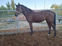 Mare, Kazakh horse — photo 2