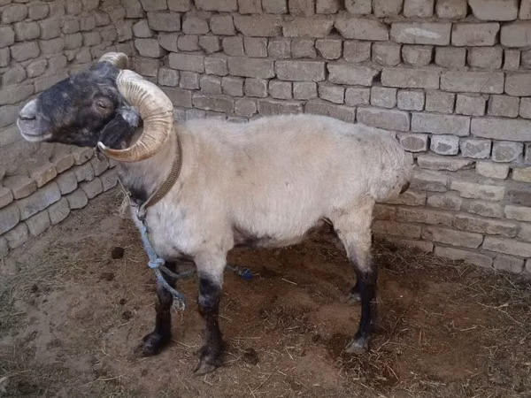 كبش, الأغنام — أوزبكستان