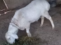Qoʻchqor, Hissar sheep — 4-rasm