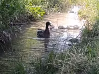 Ducks — foto 1