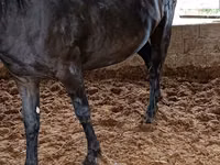 Mare, Horse breed — photo 3