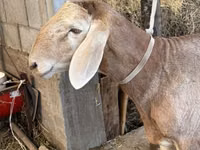 Widder, Arashan sheep — Foto 5