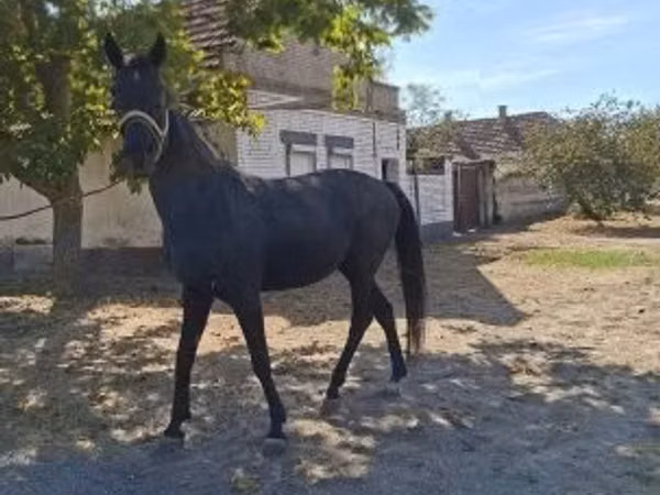 Hengst, Hungarian horse breed