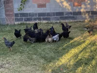 Chickens — Foto 5