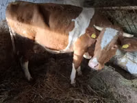 Vaca, Simmental cattle — foto 2