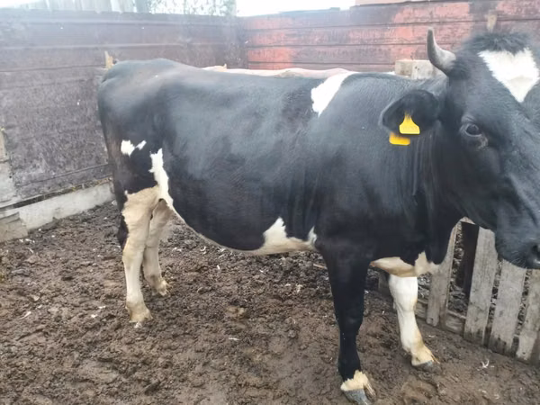 गाय, Swiss cattle — कज़ाखस्तान