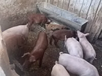 Schweine (Partie, Geschlecht nicht angegeben) — Foto 2