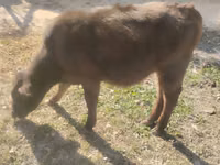 公牛, Swiss cattle — 照片 6