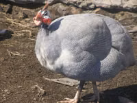 Chickens — फ़ोटो 4