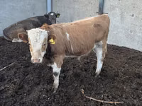 Kuh, Simmental cattle — Foto 6