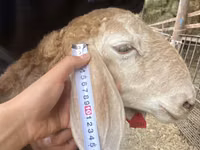 Carnero, Arashan sheep — foto 2
