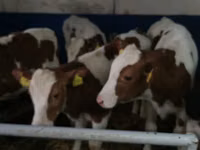 ثور, Simmental cattle — الصورة 7