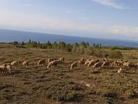 Widder, Merino sheep — Foto 1